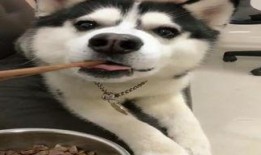 搞笑哈士奇视频