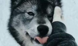 搞笑哈士奇视频
