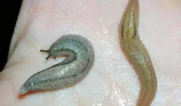 鼻涕虫图片,自然界的奇妙生物