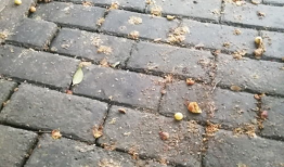 窝屎图片,揭秘动物排泄背后的生态智慧