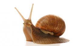 鼻涕虫图片,自然界的奇妙生物