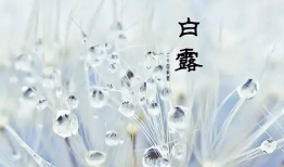 白露图片
