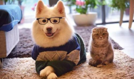 搞笑宠物微博,笑料百出，宠物微博欢乐多