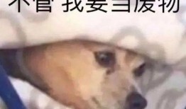 表情包颤抖,捕捉瞬间情绪的幽默瞬间