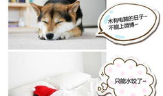 搞笑宠物微博,笑料百出，宠物微博欢乐多